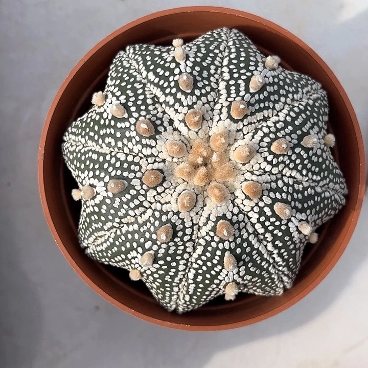 7.9cm奇迹一物一拍