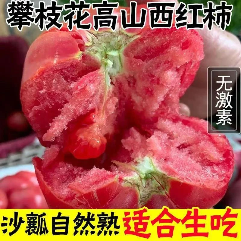 树上熟攀枝花露天种植现摘现发新鲜沙瓤西红柿蔬菜水果番茄3/5斤