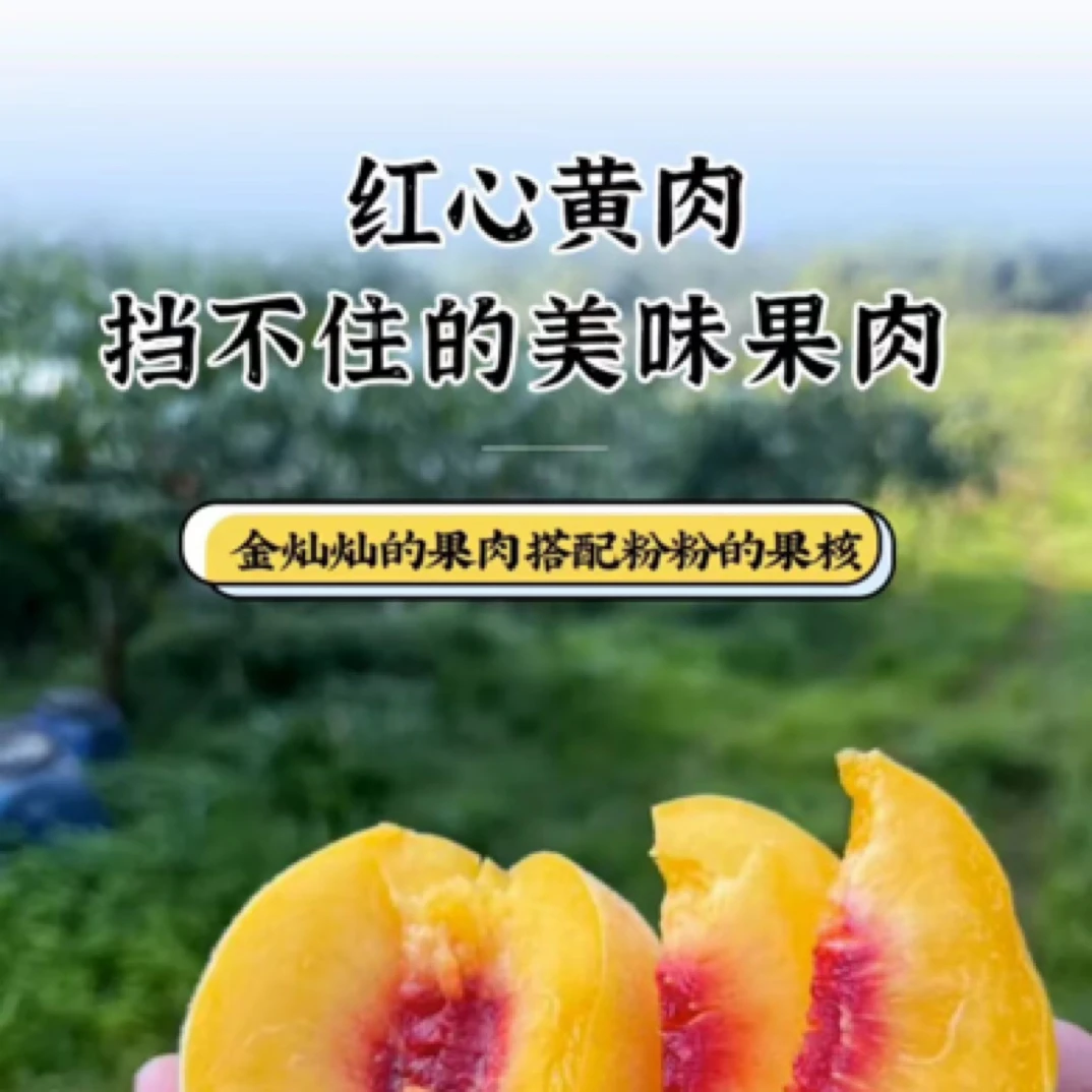 湖北孝昌锦绣黄桃现摘现发脆甜多汁蜜香味浓郁