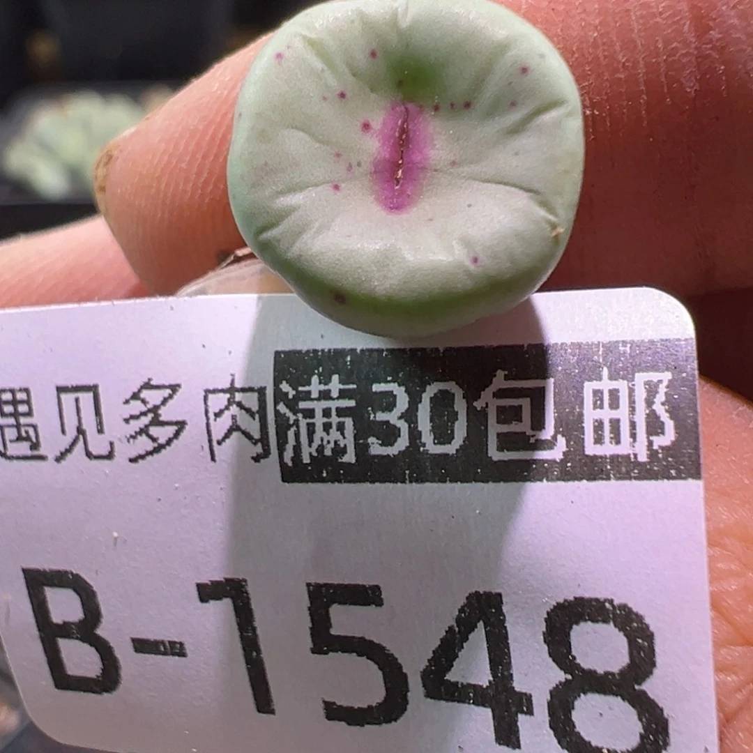 多肉植物111111111111