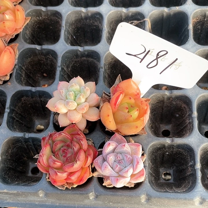 薇薇安园艺多肉2181