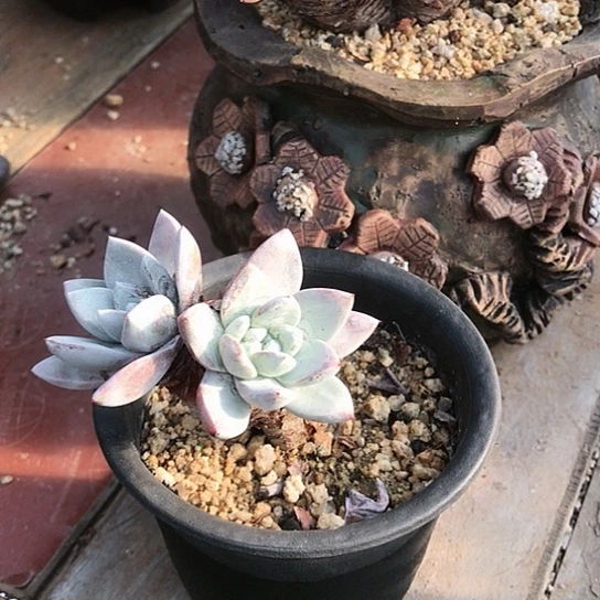 厚叶苹果叶仙女棒杯