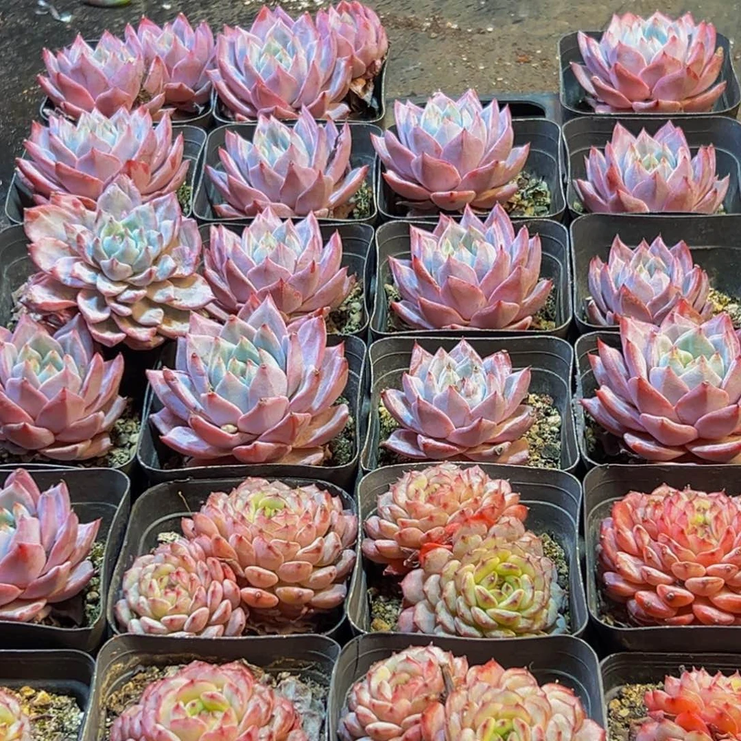 113多肉葡萄的味道是真的