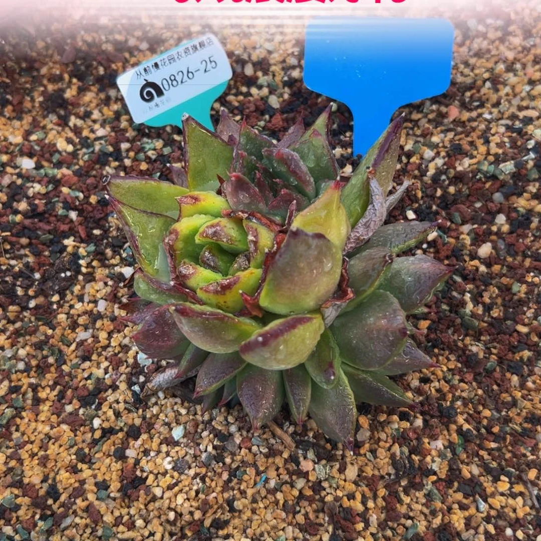 多肉一物一拍0826-25 水母怪兽