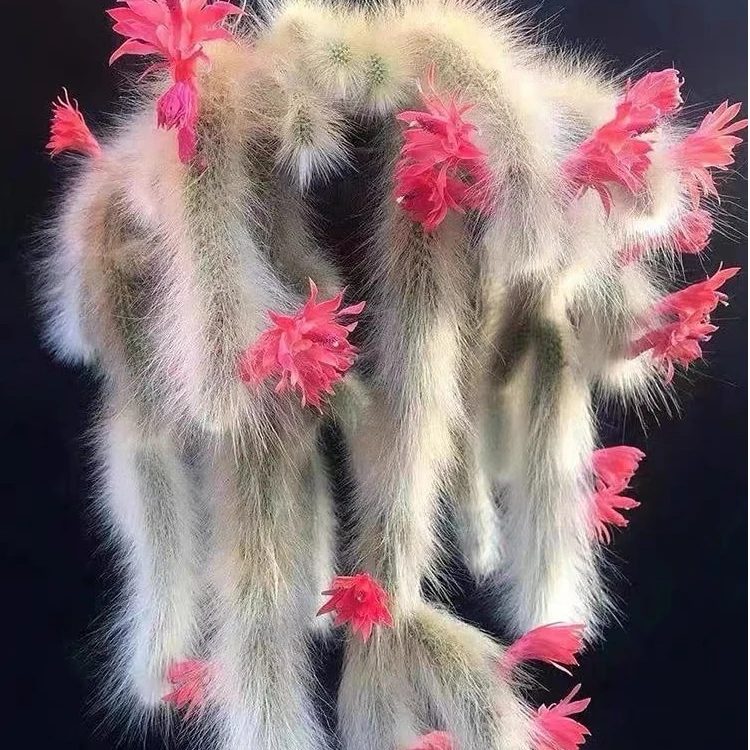 ［满15元包邮］九尾狐多肉裸根10条