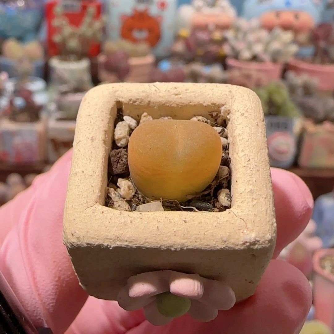 T可爱的小蟠桃盆口1.5cm