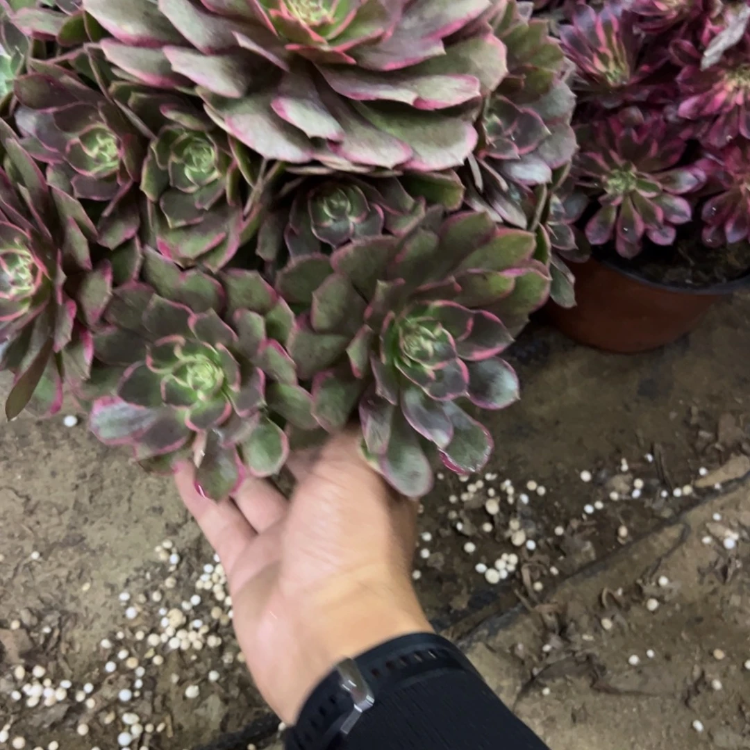 ✿****160黑魔锦多肉植物法师