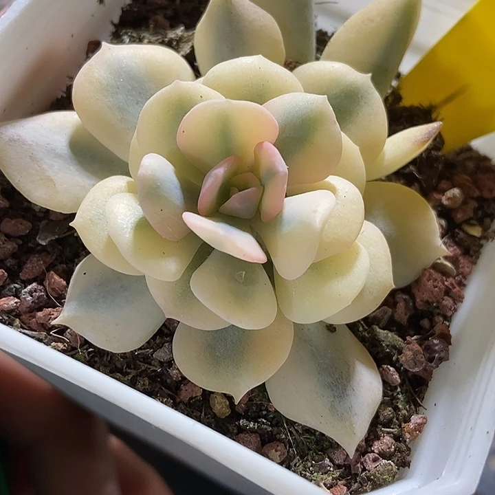 多肉植物雪精灵锦875