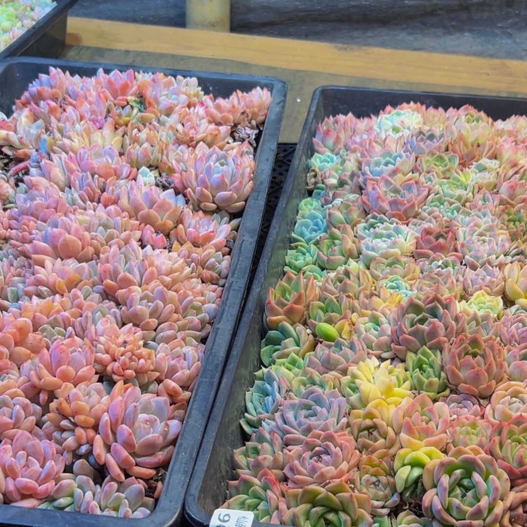900的人了吧哈哈哈哈哈哈哈哈哈哈哈