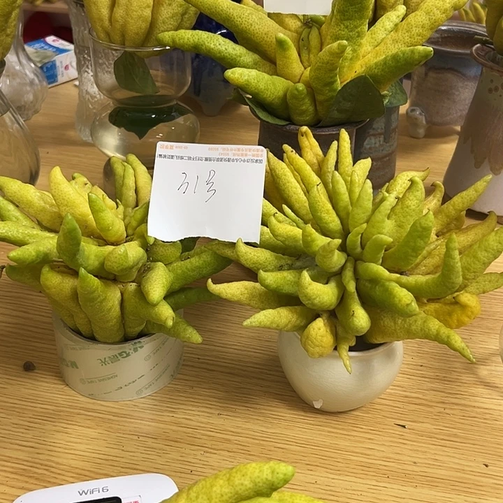 相***、褚柑佛手柑等经济作物和