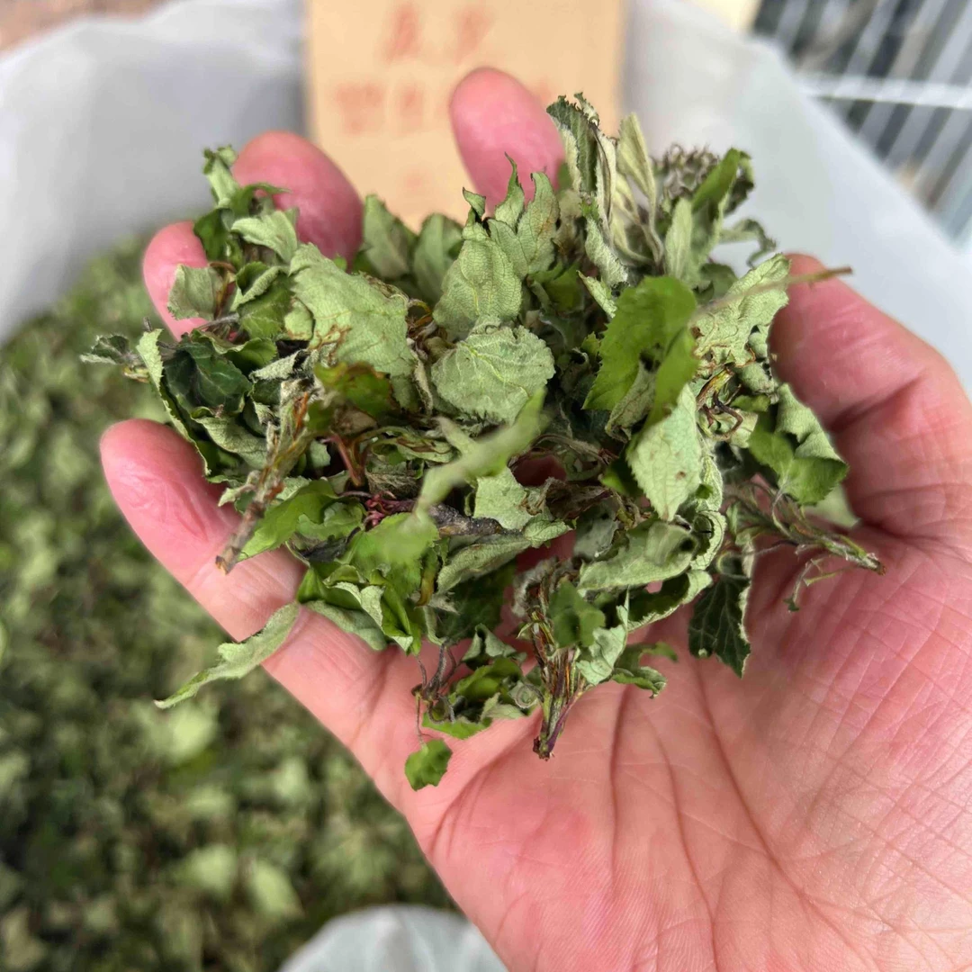 甘孜州康定特产俄色叶俄色嫩芽自然晾晒