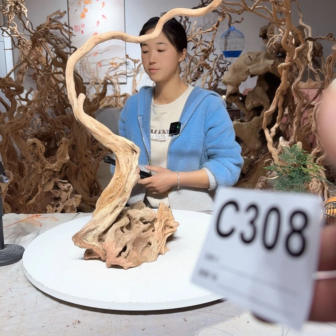 风车木（黑檀木）x*y