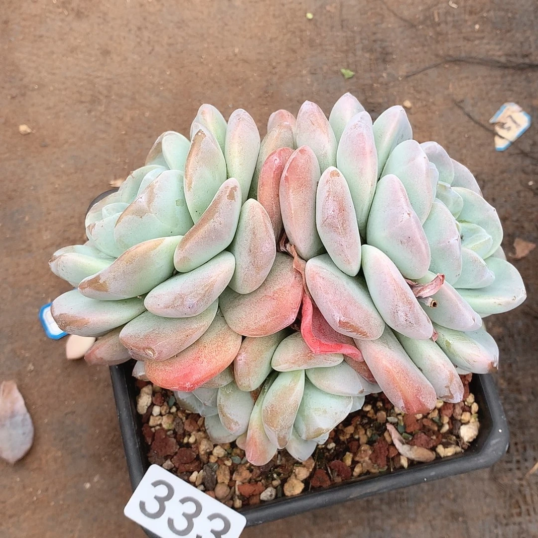 333冰玉一物一拍多肉