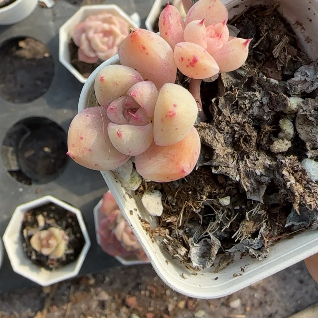 小卡拉米糖心一物一拍