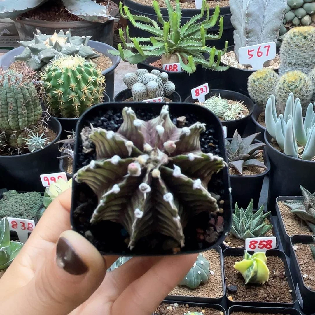 实生原始肋骨牡丹仙人球