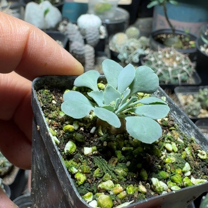 571格加厚敦菊带盆发货一个随机