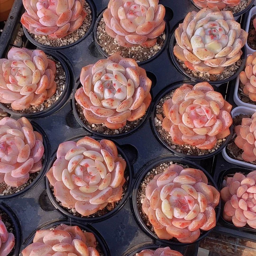 0210-福利草莓橙单头两颗 瑕疵慎拍