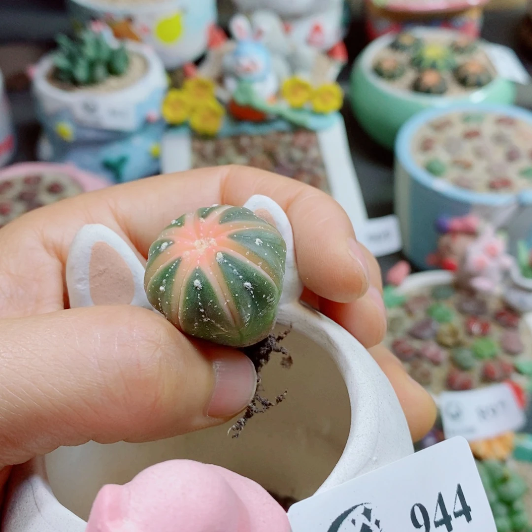 平***我生石花花花花花花花花944