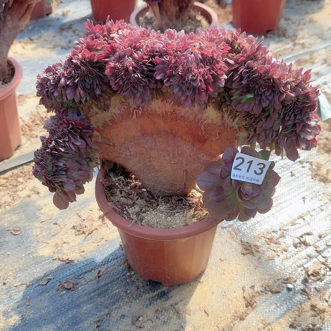 213万缀一颗呀呀