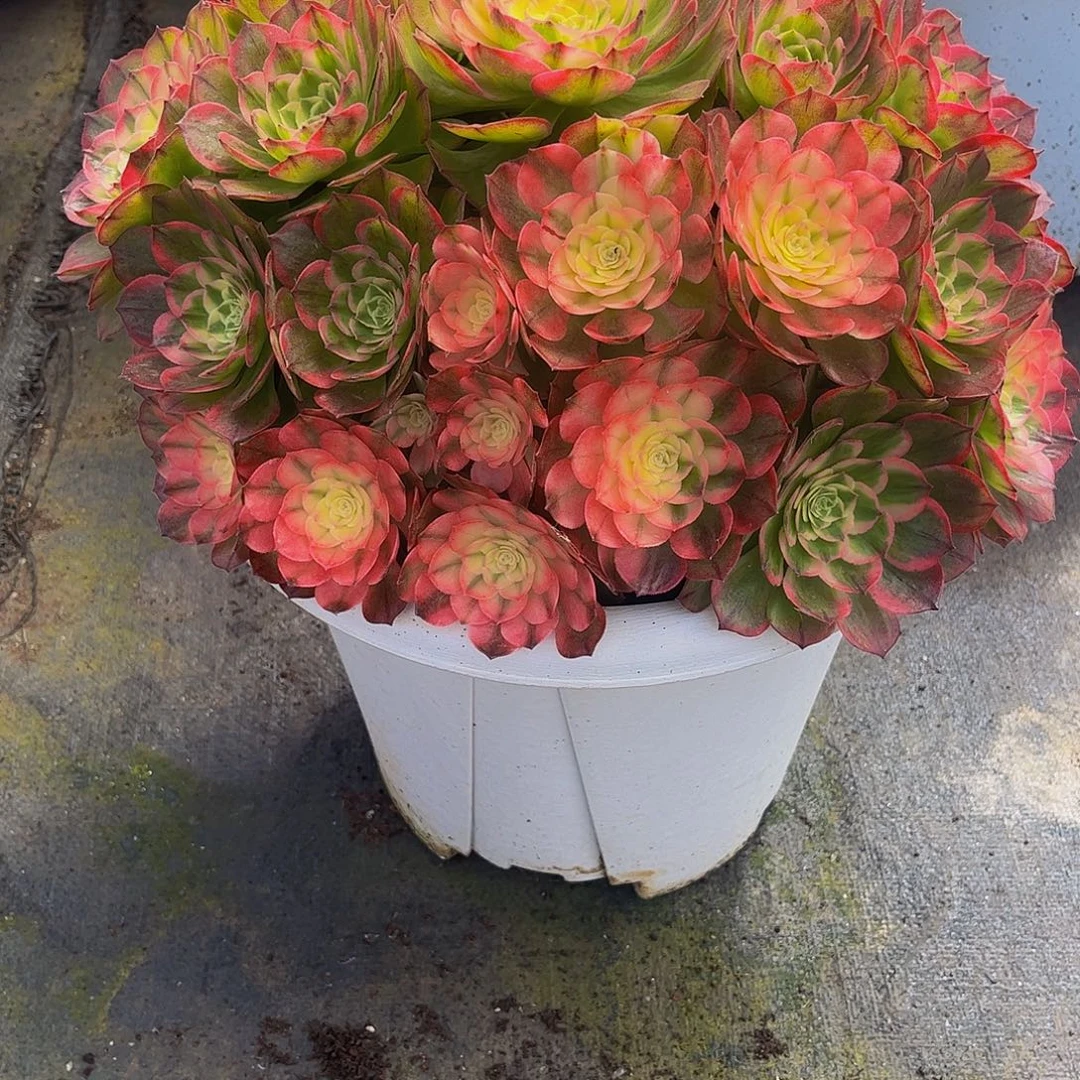 林***虎【通用】万圣节系列群生多肉植物万老桩大手捧精品多肉