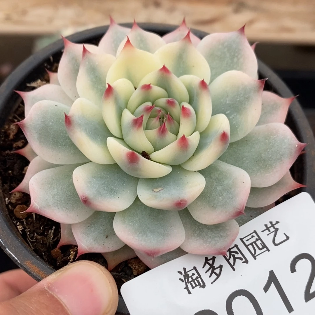 吉娃娃多肉植物9012