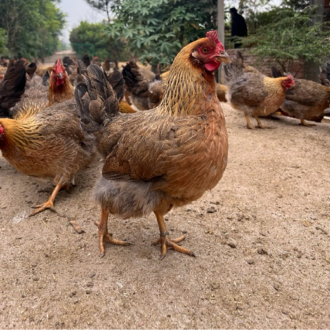 散养一年左右老母鸡手工宰杀