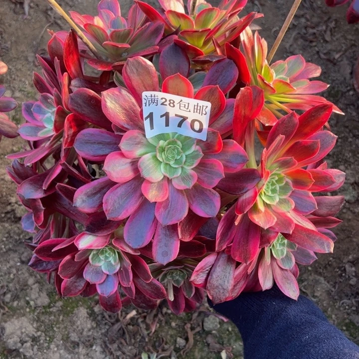 1170婚纱杆歪多肉植物