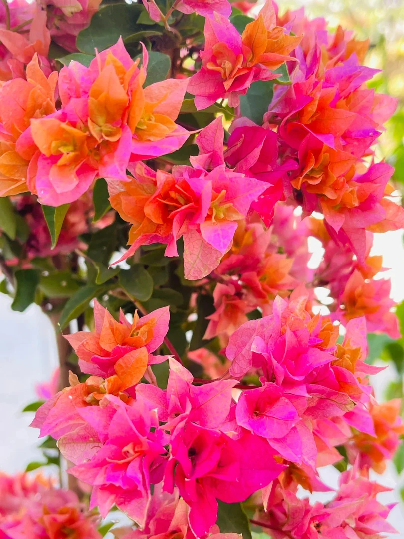 丨重瓣橙丨三角梅袋苗中秋团圆四季勤花好养室内外阳台绿植花卉