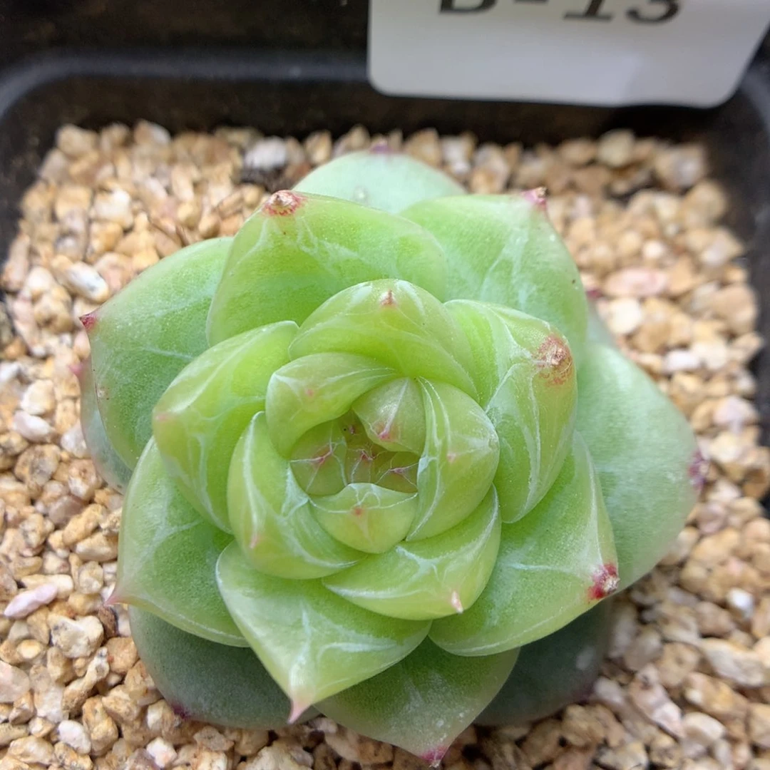 B13优选珍妮y y y y y y y y