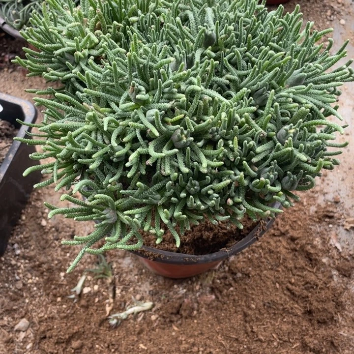 351号天赐多肉植物