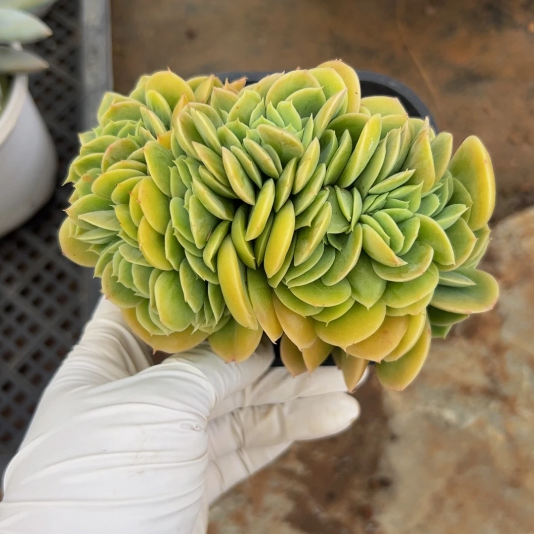 星娜塔缀化多肉植物