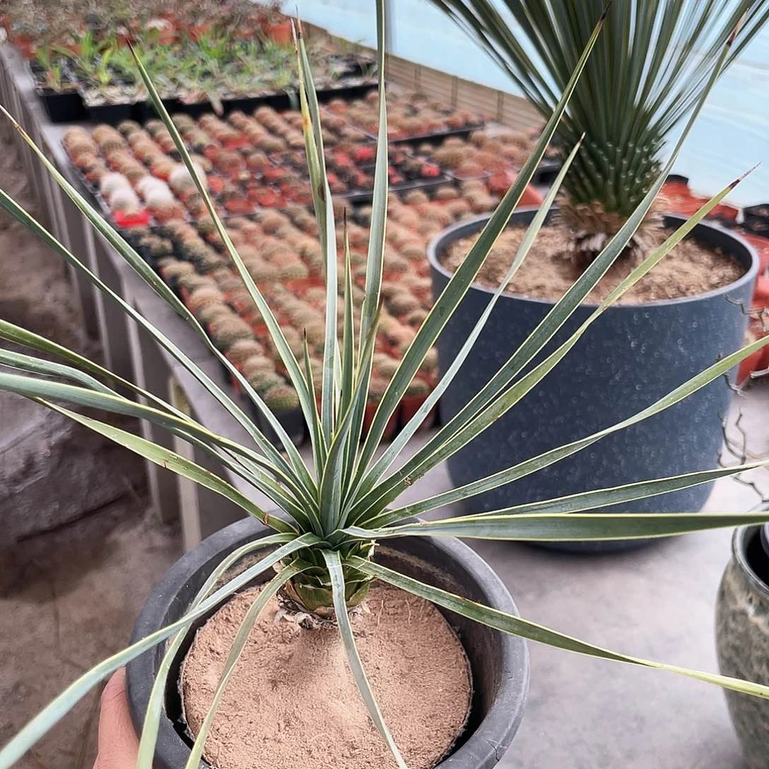 捡漏 微瑕6666666663666633333333