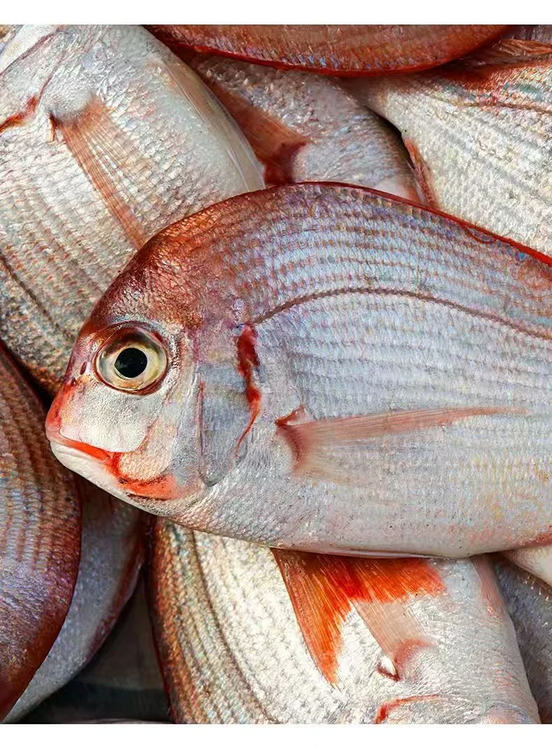 野生赤棕鱼红立鱼真鲷鱼海鲜新鲜