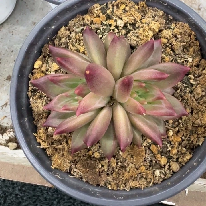 美人杂交 一物一拍