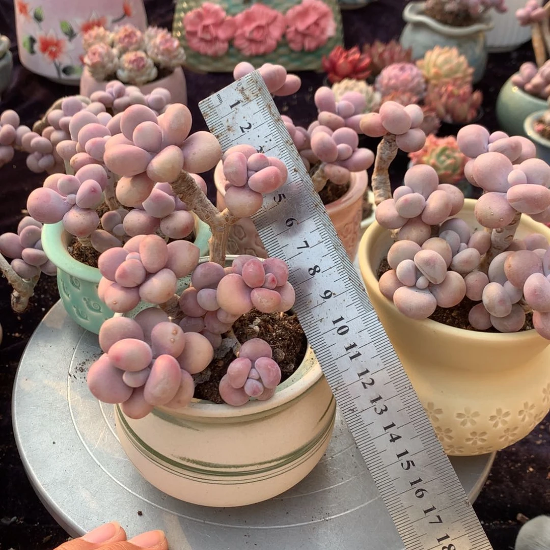 刘**✨36号带盆偏远地区不包邮的