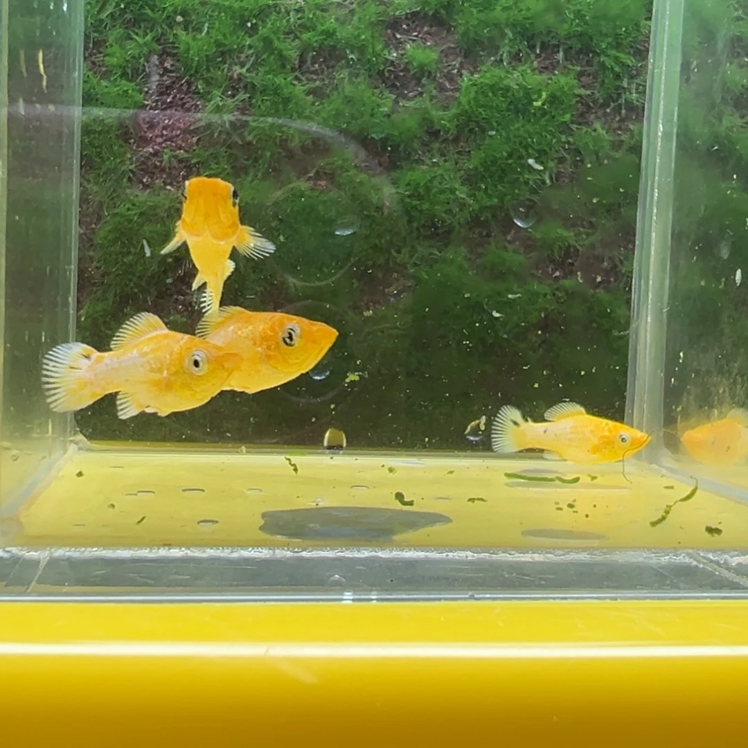 黑玛丽鱼鱼苗4条。