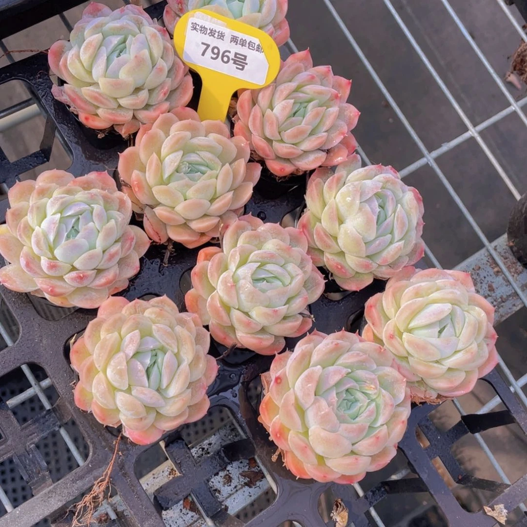 796号豌豆公zhu单头两个