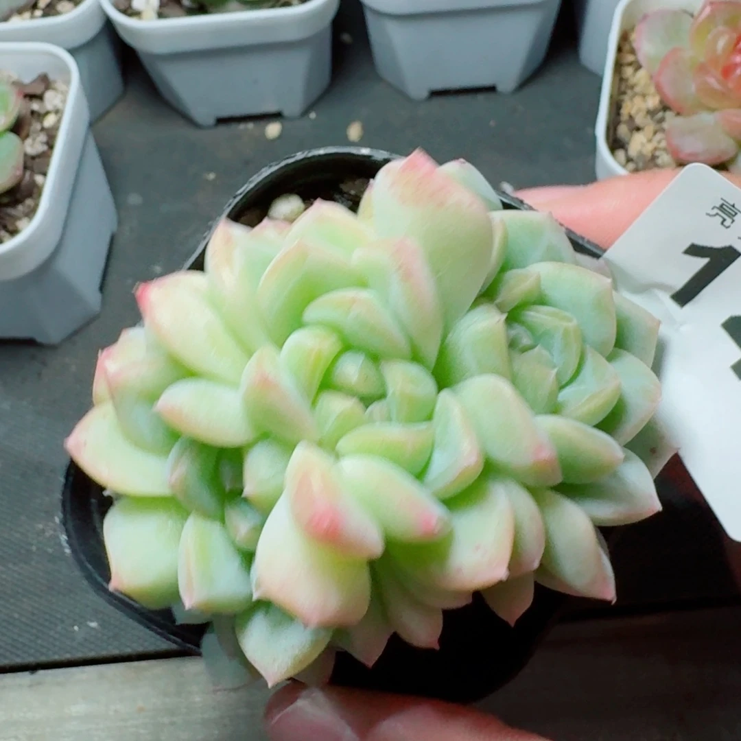 白桃汽水朵缀            精美多肉植物