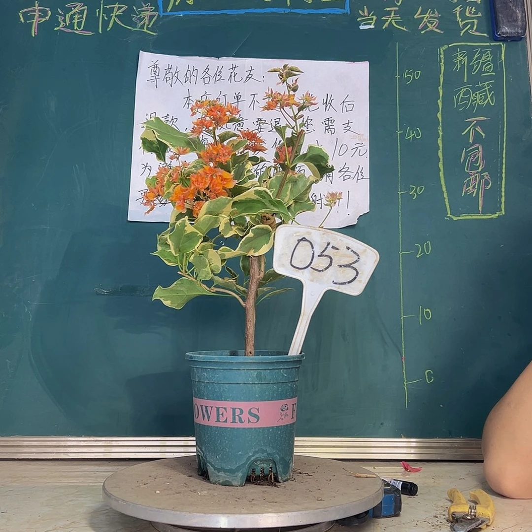 当前无花栽培后可以开花斑叶重瓣橙053