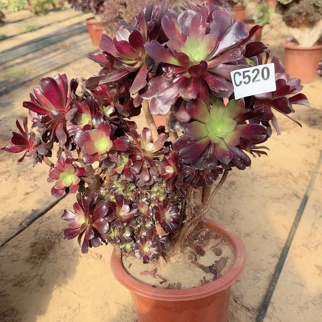 520欧紫有伤一颗呀呀