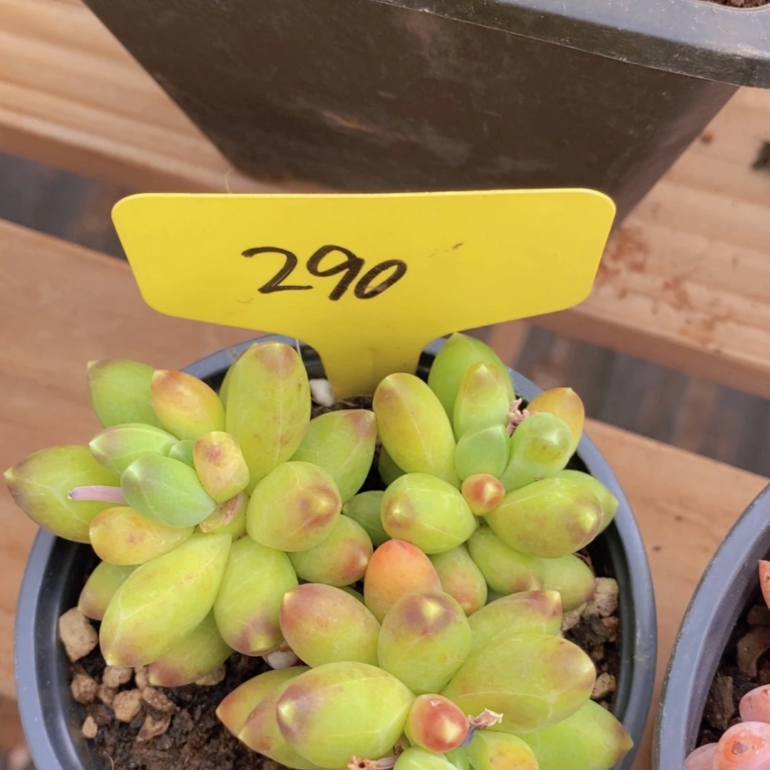 开心多肉，一物一拍