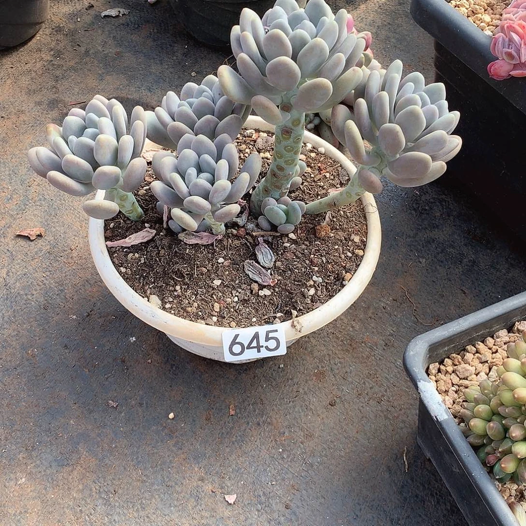 645月美人 一物一拍多肉