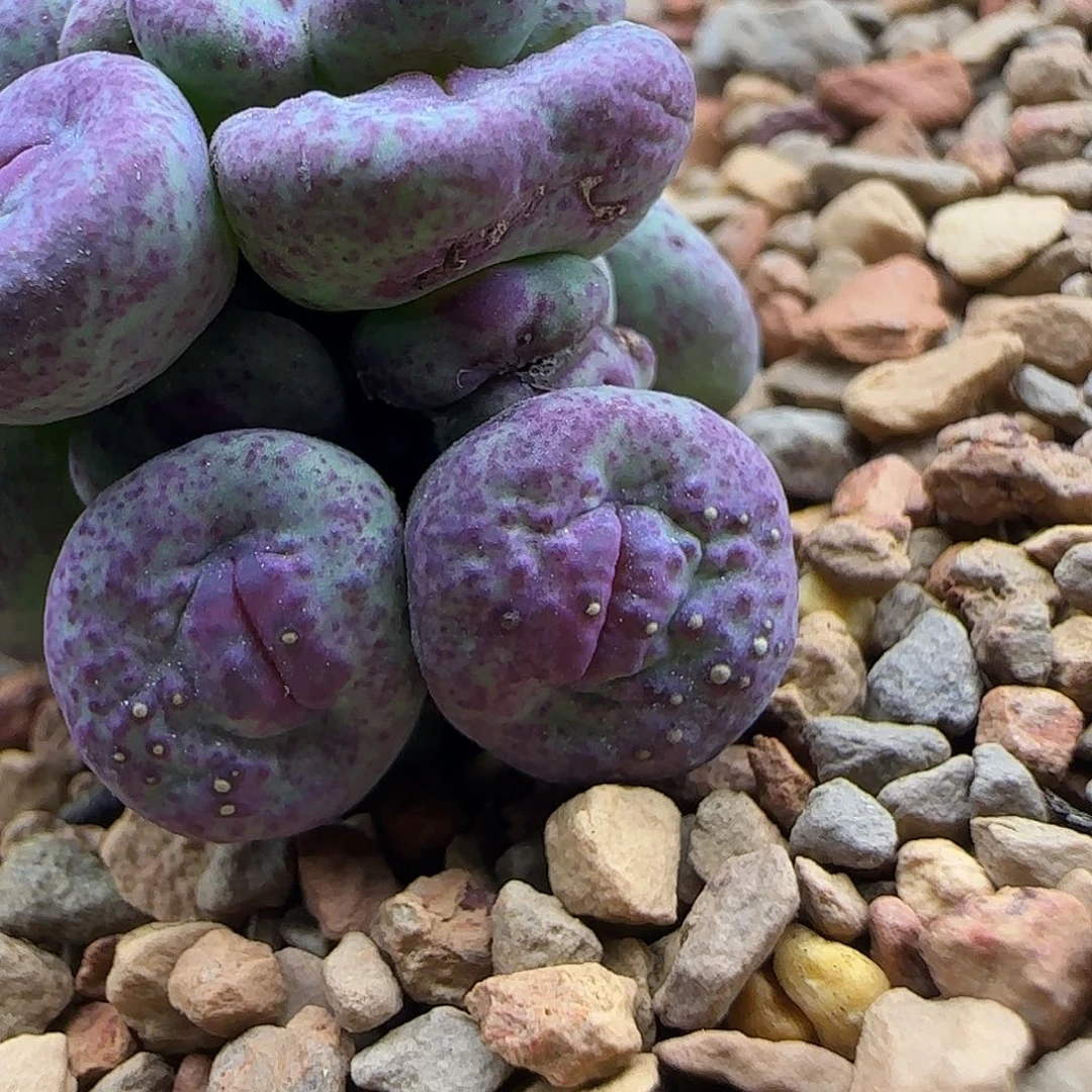 无花朵超ji泡点嘟嘟嘴 单头价格 可切头