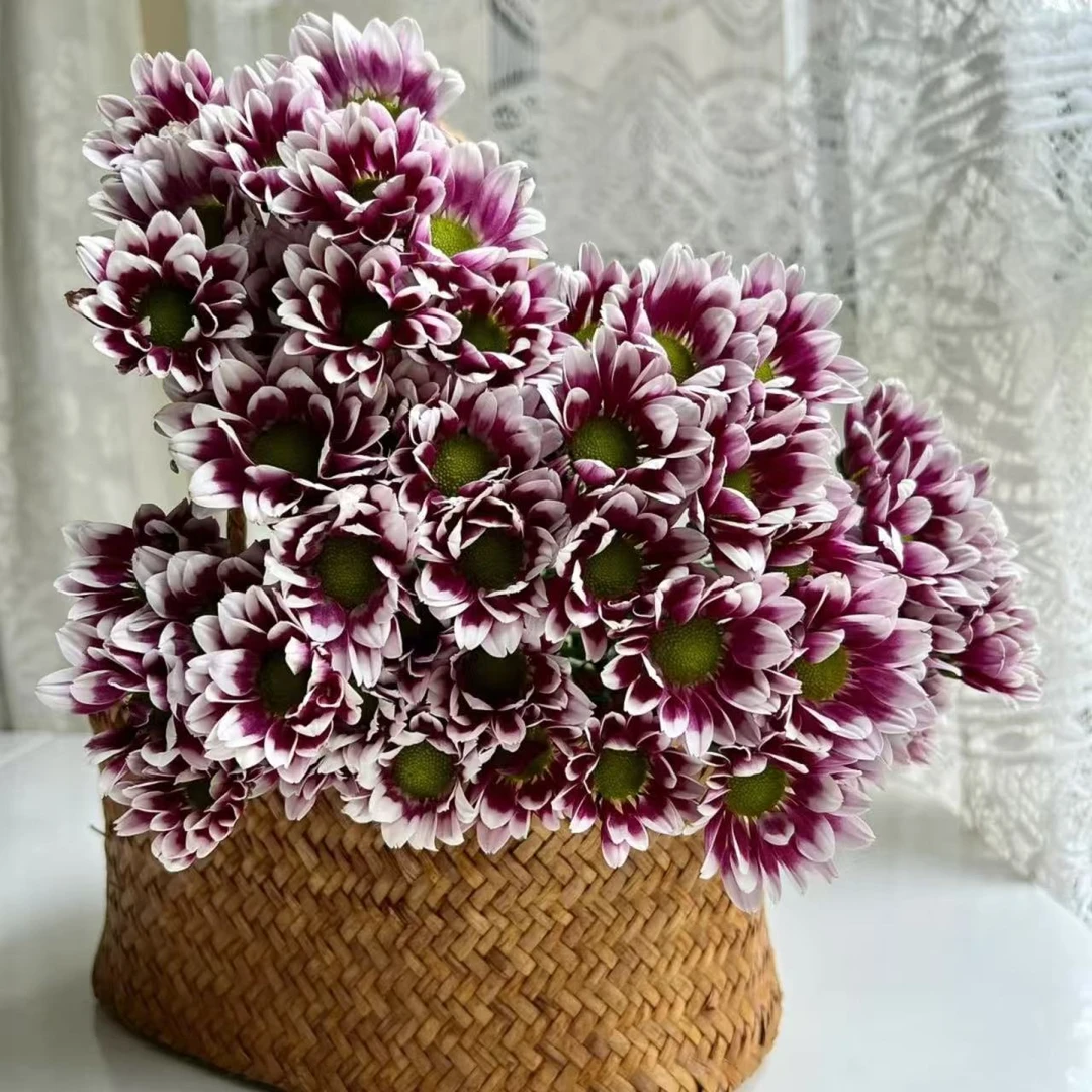 【永恒陪伴】菊花 耐热耐晒庭院阳台易养护