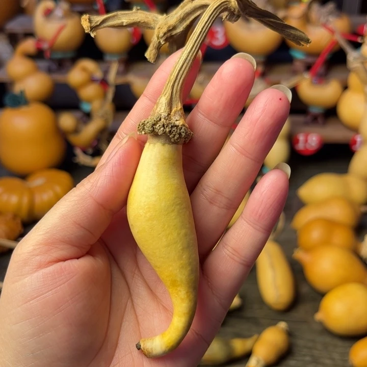 架***哥异型葫芦天天开心