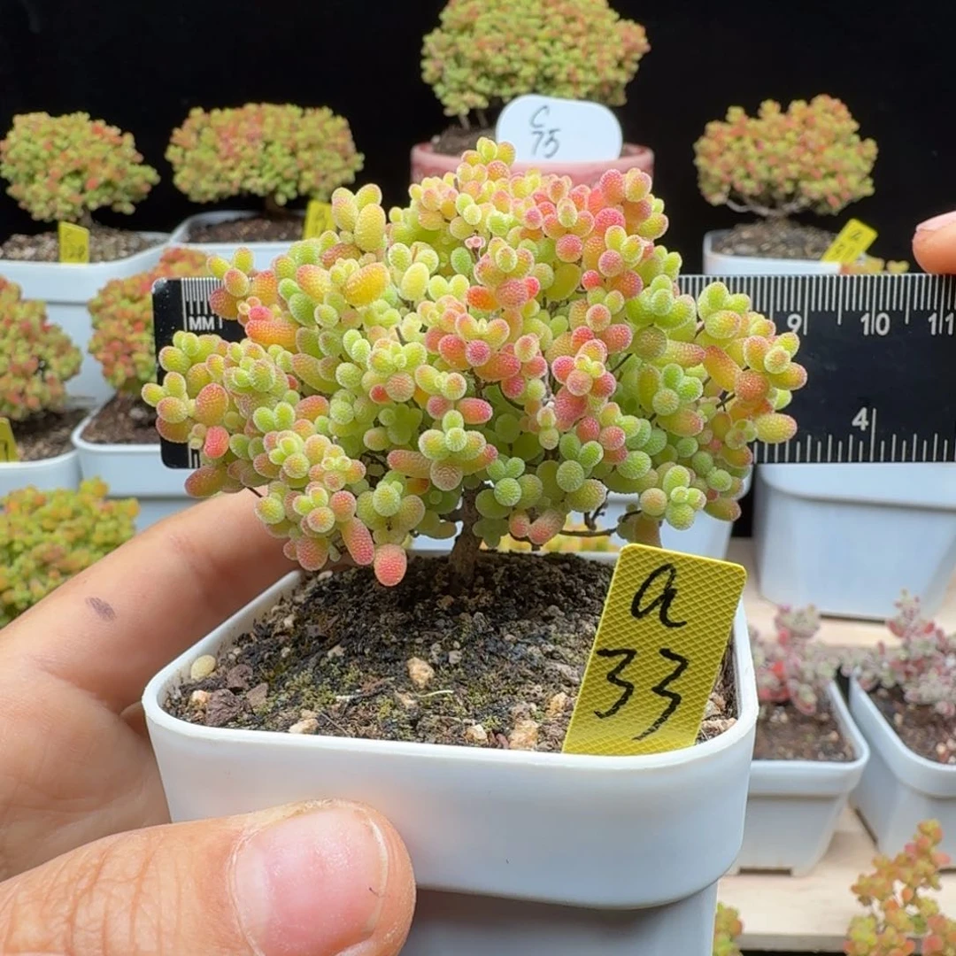 a33号蜜橘冠服6厘米