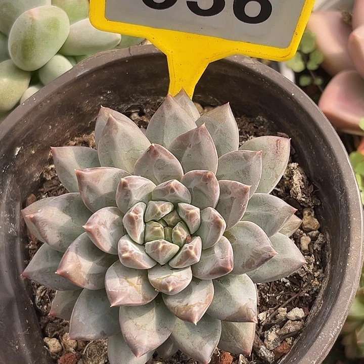 A8多肉植物一物一拍936