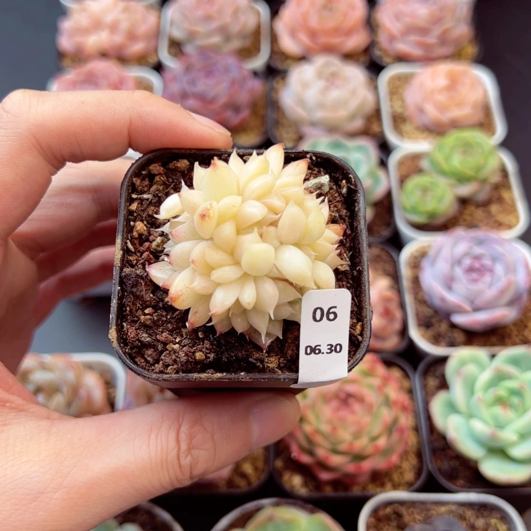 冰蝴蝶06、哈哈哈哈哈