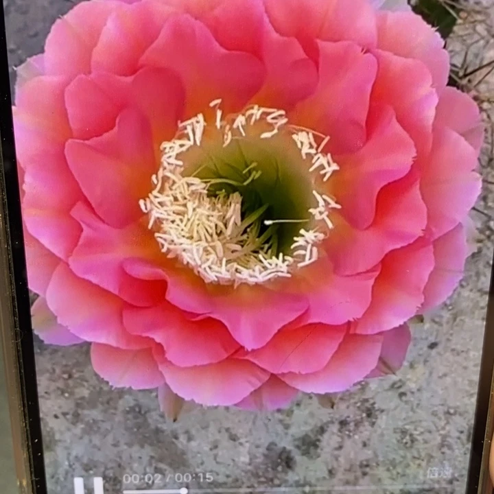 彩草2546有气根侧芽3公分左右