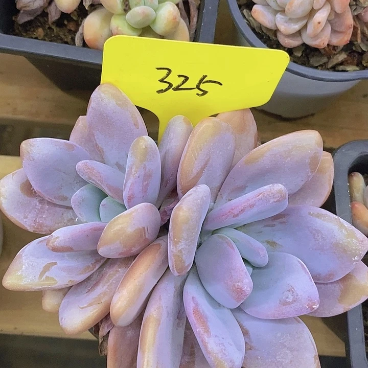 多肉杂货铺，第一次